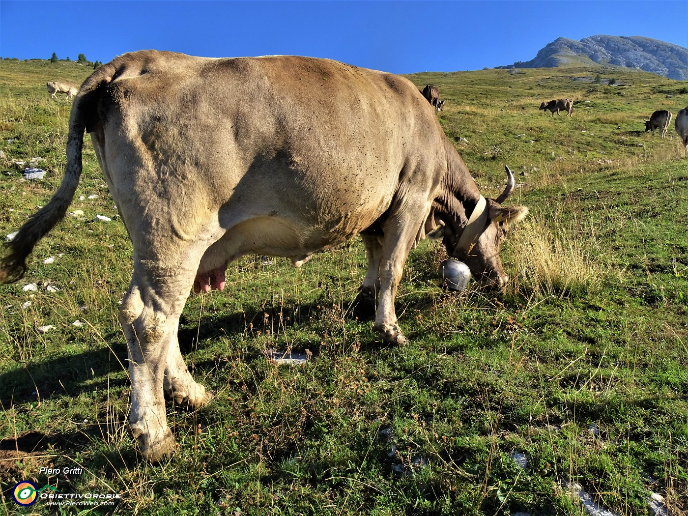 13 Mucca al pascolo.JPG